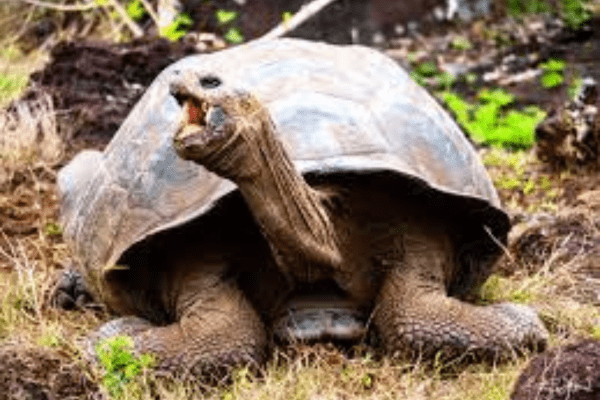 Galápagos Elemental 5D/4N